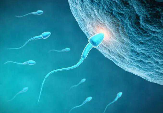 南京试管助孕：揭秘供卵、代生与代怀服务的费用及流程