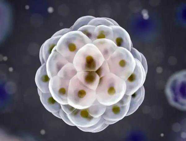 子宫内膜正常厚度范围与移植适宜性解析